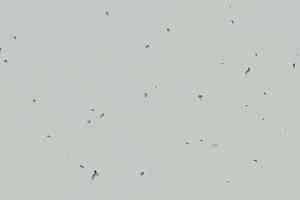 Линолеум Forbo Sphera Energetic 50229 morning dew фото  | FLOORDEALER